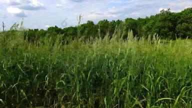野生草本植物用嘶哑的声音风天空阿斯卡尼亚-诺瓦